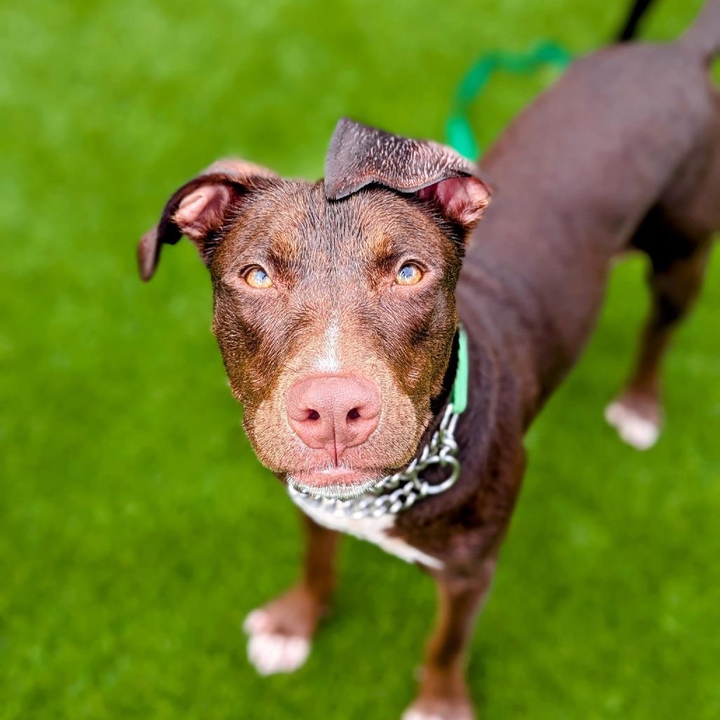 Tricksy, a Adoptable mixed breed in Savannah, GA image 3/6