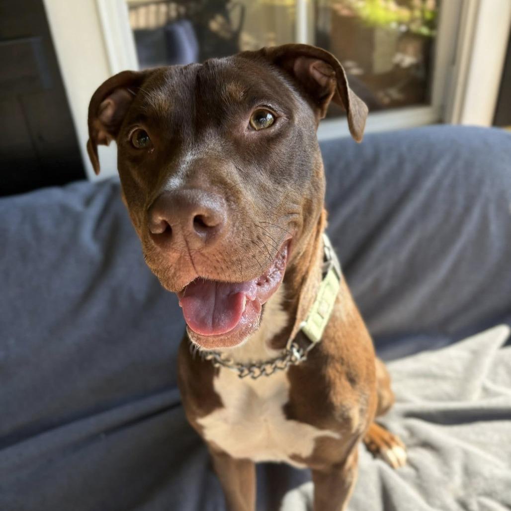 Enlarge Tricksy, a Adoptable mixed breed in Savannah, GA image 4/6