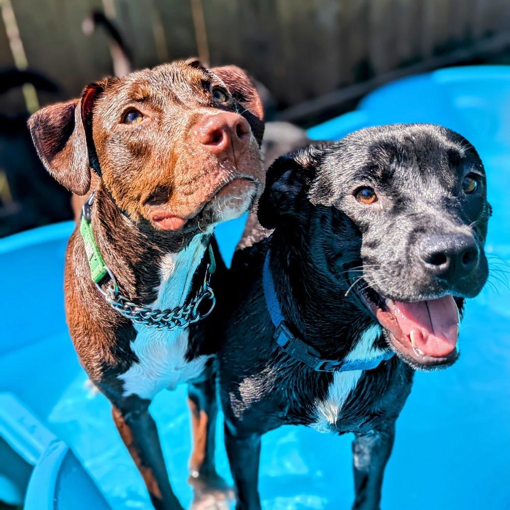Tricksy, a Adoptable mixed breed in Savannah, GA image 4/6