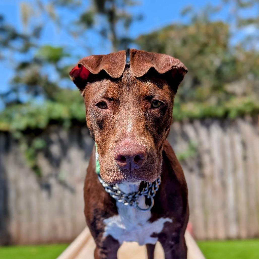 Tricksy, a Adoptable mixed breed in Savannah, GA image 5/6