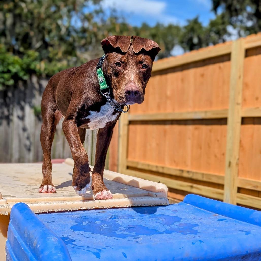 Tricksy, a Adoptable mixed breed in Savannah, GA image 6/6