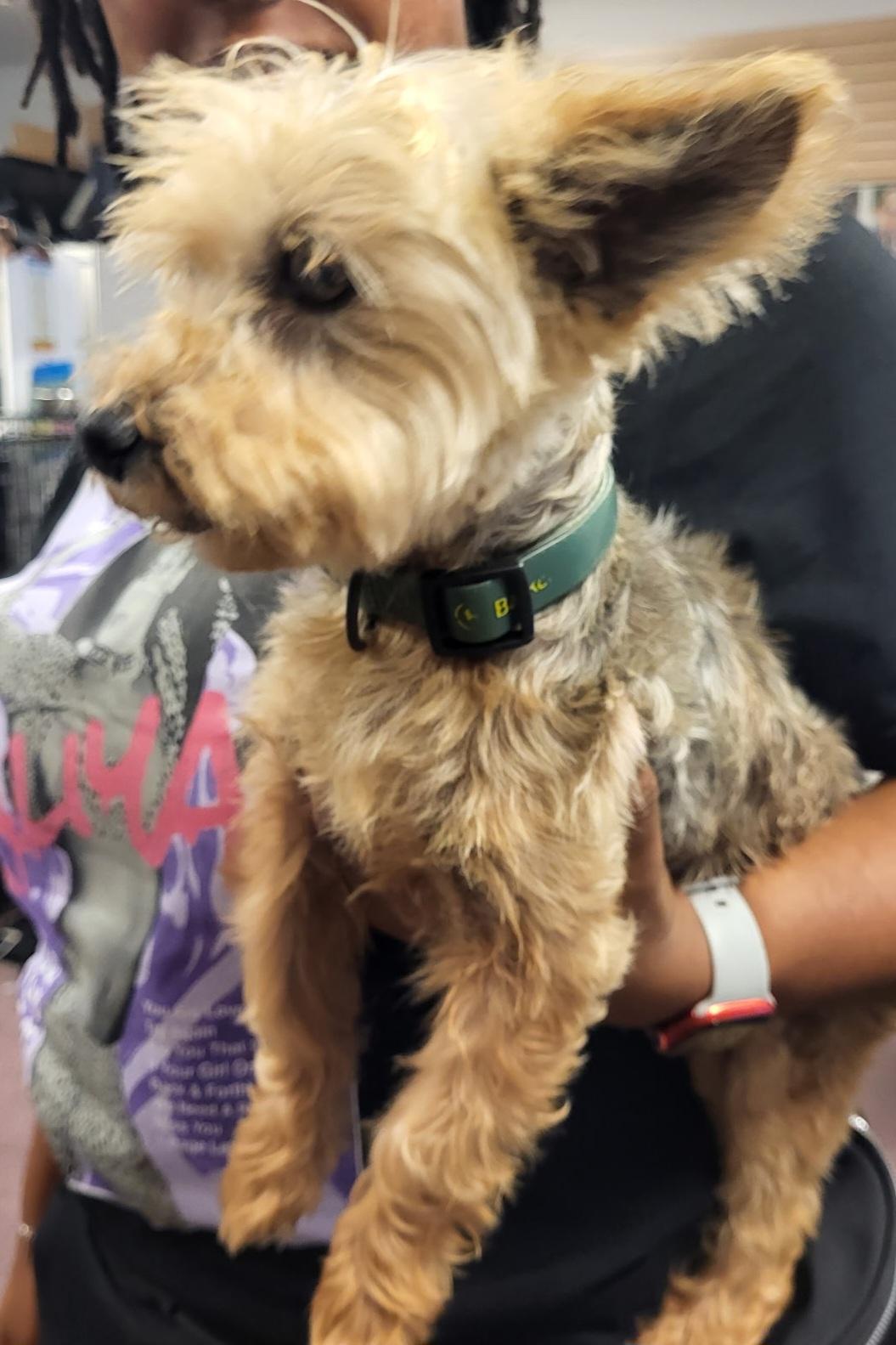 Max, ADOPTABLE, Senior Male Yorkie Poo.