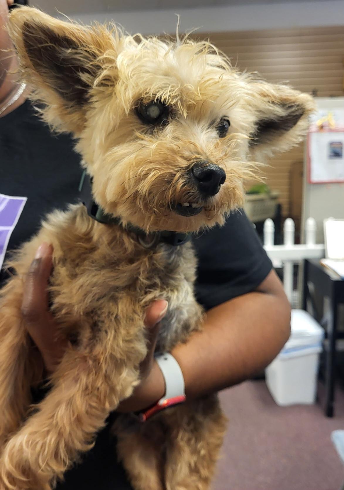 Enlarge Max, a ADOPTABLE Yorkie Poo in Lawrenceville, GA image 2/2