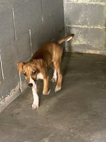 SargeantZombo, Adoptable, Puppy Male Mixed Breed & Mixed Breed.
