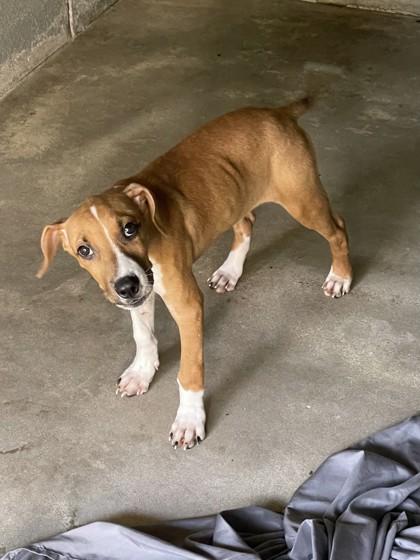 Enlarge SargeantZombo, a Adoptable Mixed Breed in Covington, LA image 1/3