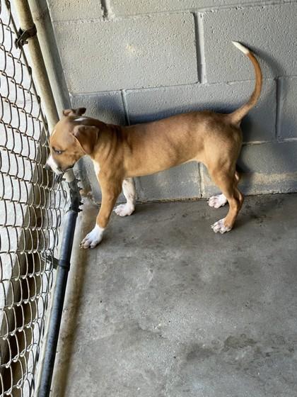 Enlarge SargeantZombo, a Adoptable Mixed Breed in Covington, LA image 3/3