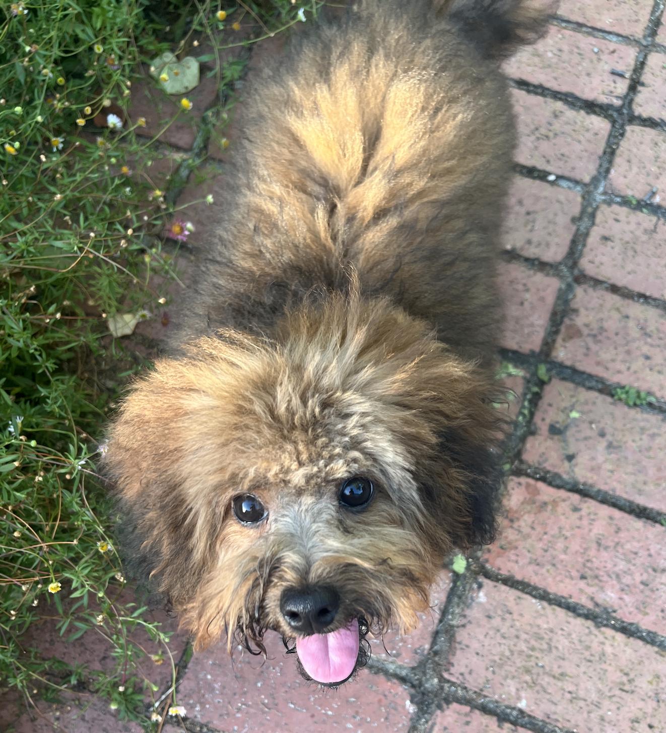 Drake, a ADOPTABLE mixed breed in Emeryville, CA image 1/4