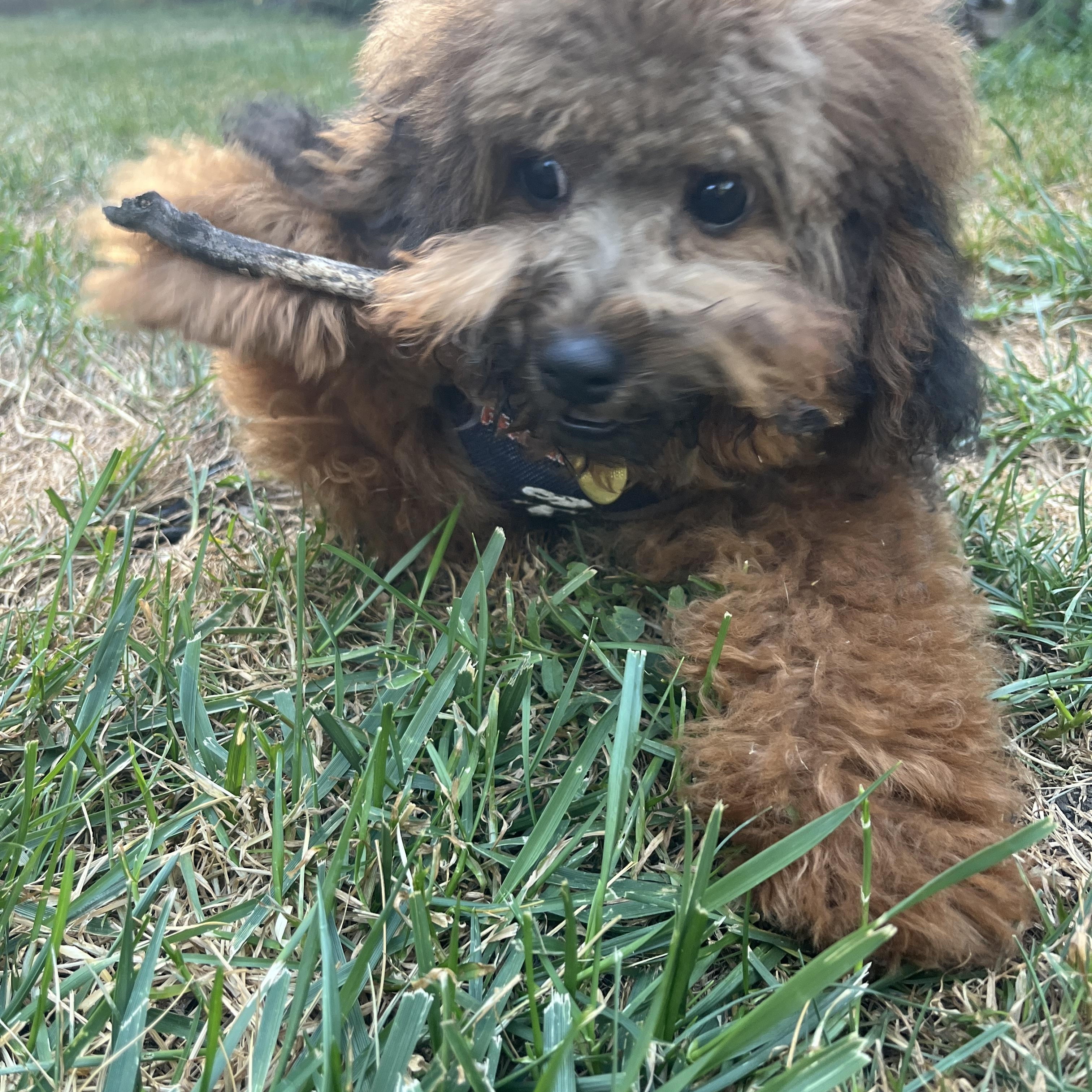 Drake, a ADOPTABLE mixed breed in Emeryville, CA image 4/4