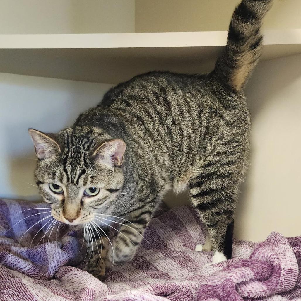 Abby, a Adoptable Domestic Short Hair in Indiantown, FL image 4/6