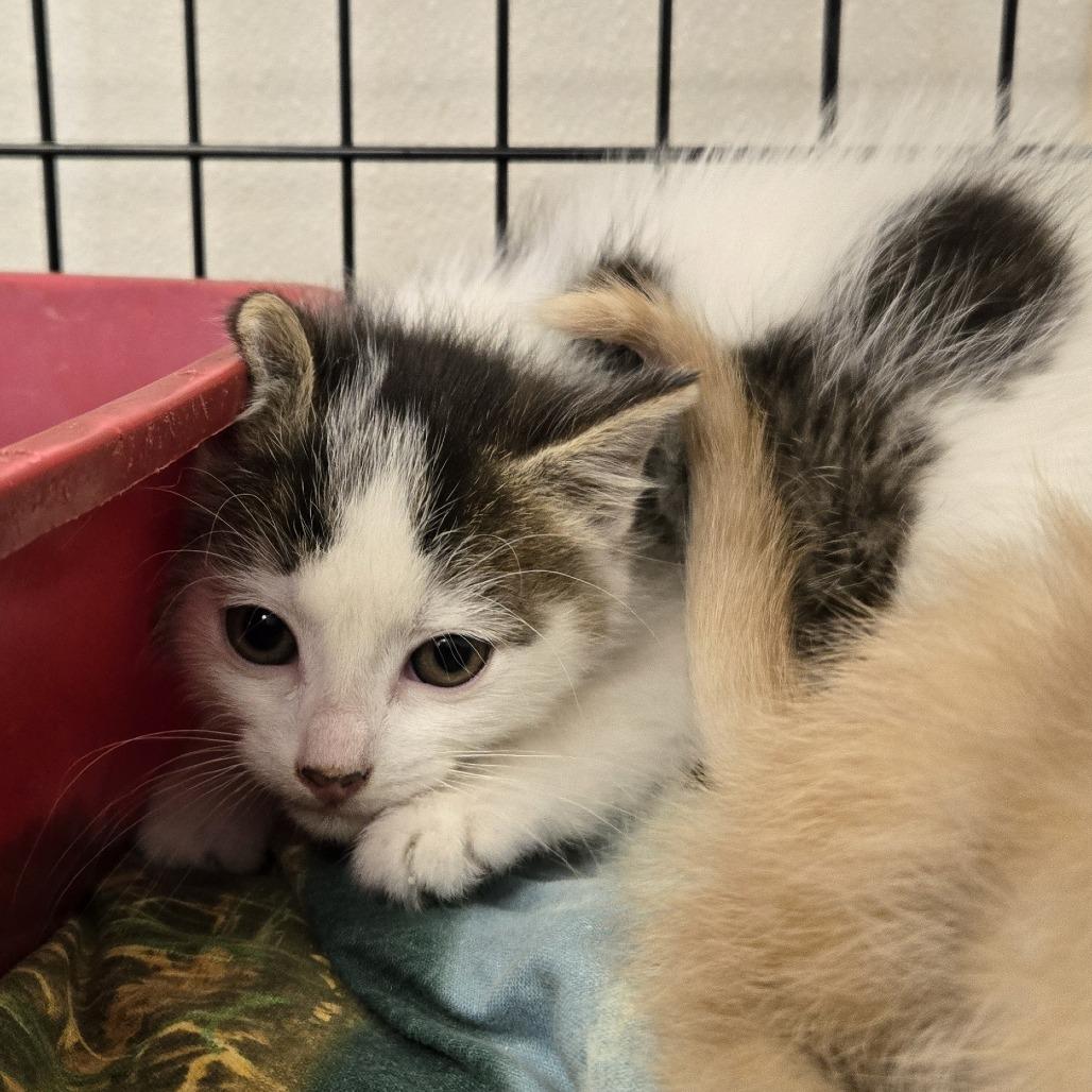 Enlarge Sage 26-151, a Adoptable Domestic Medium Hair in Tawas City, MI image 1/2