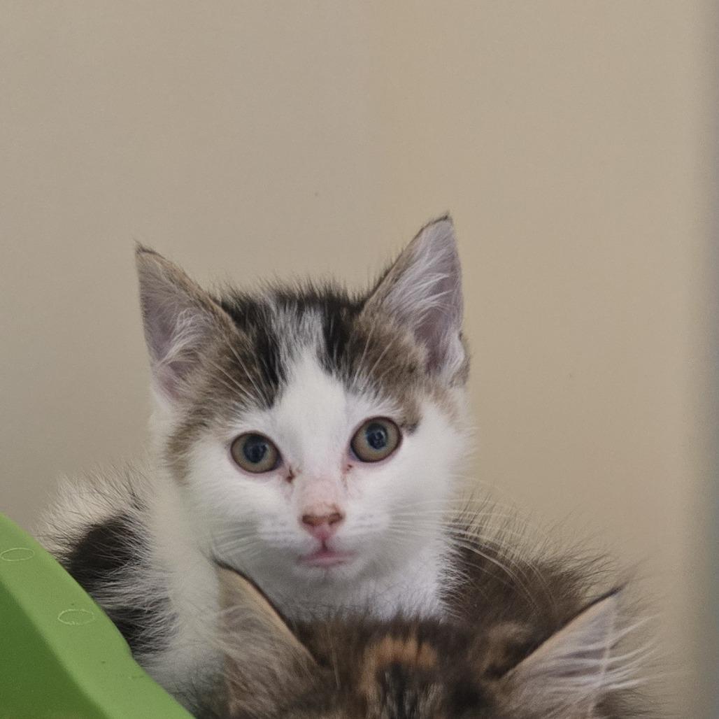 Enlarge Sage 26-151, a Adoptable Domestic Medium Hair in Tawas City, MI image 2/2