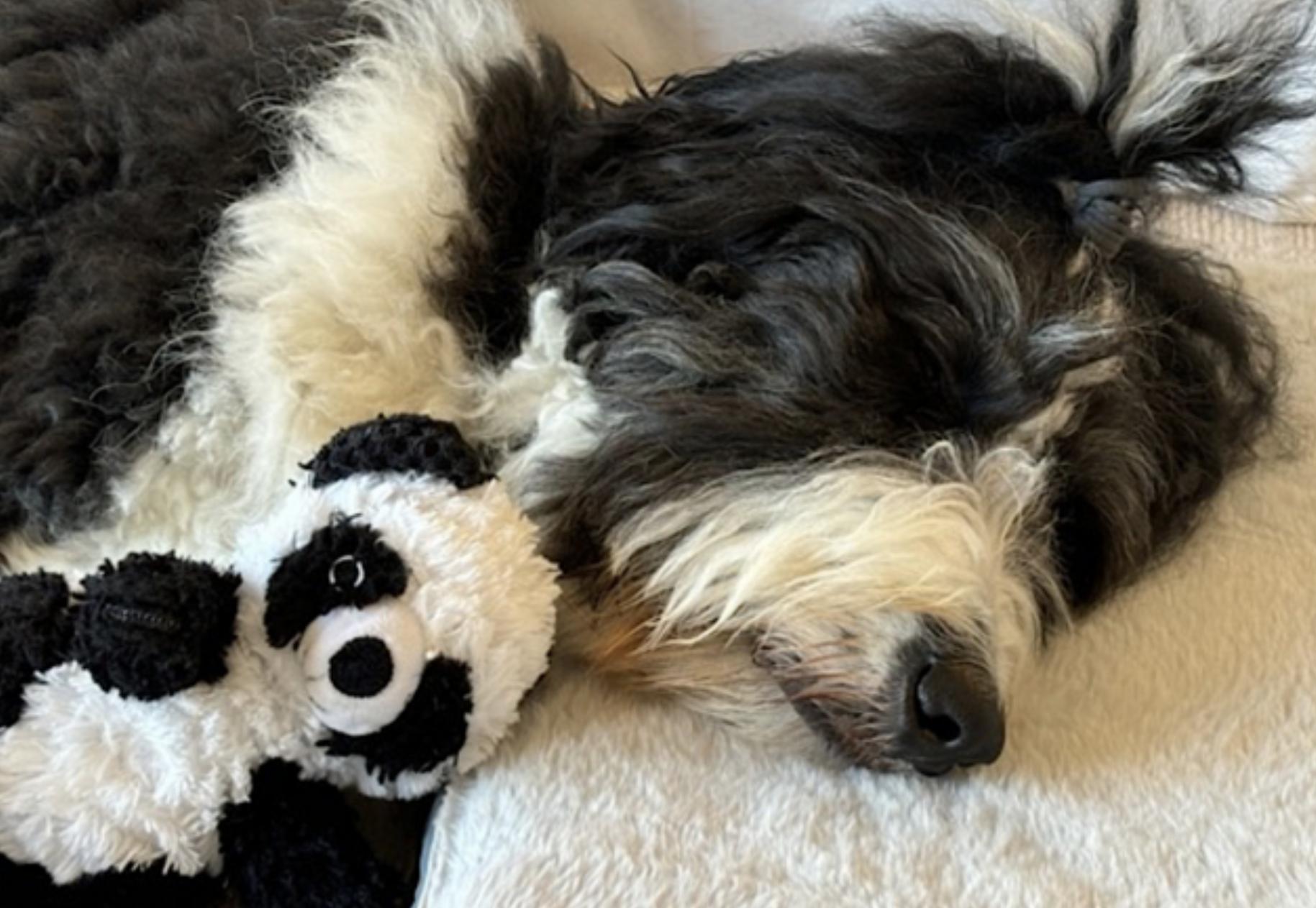 Spencer, an adoptable Bernedoodle in Amherst, MA, 01002 | Photo Image 4