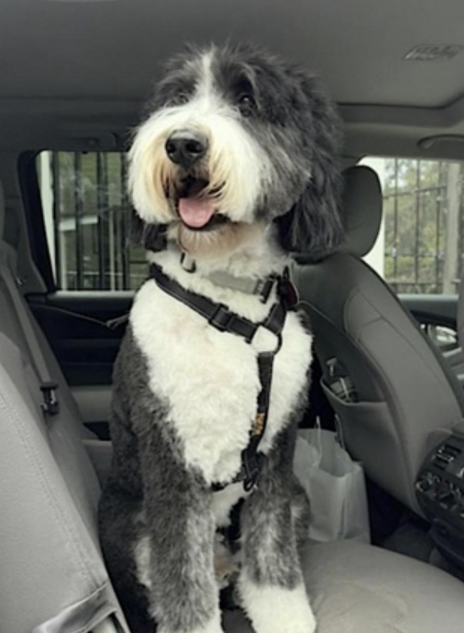 Spencer, an adoptable Bernedoodle in Amherst, MA, 01002 | Photo Image 2