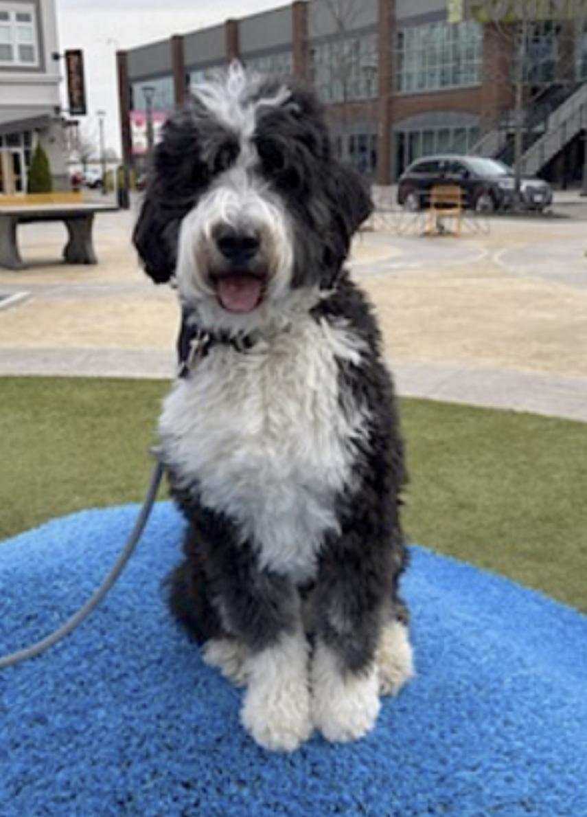 Spencer, an adoptable Bernedoodle in Amherst, MA, 01002 | Photo Image 5