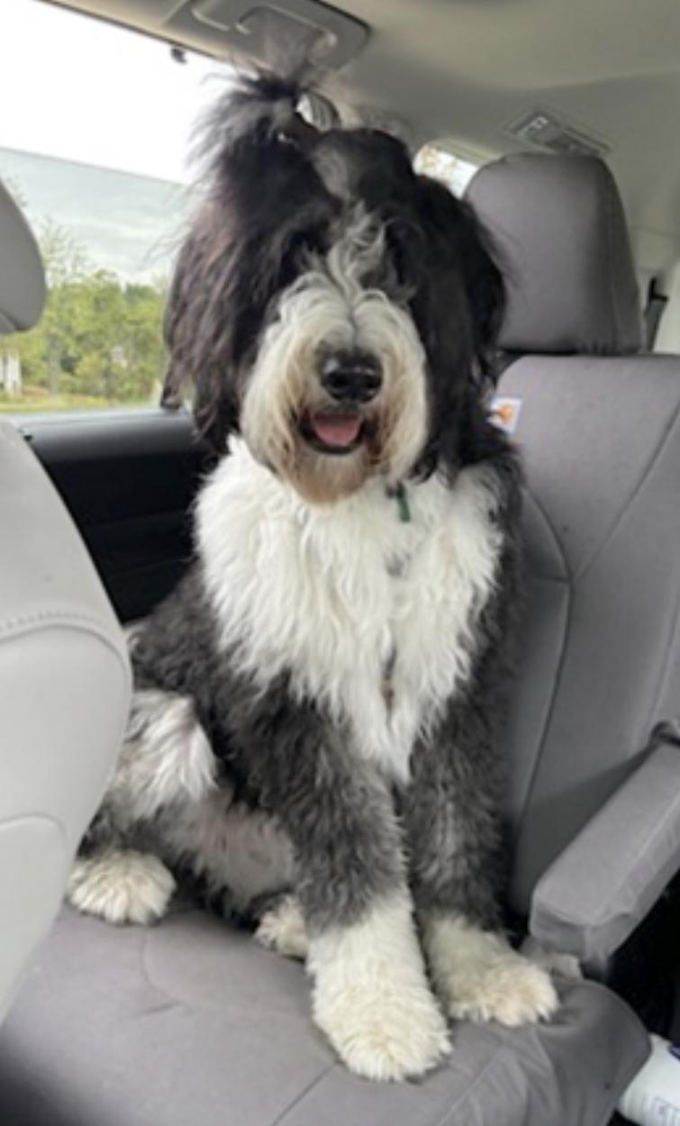 Spencer, an adoptable Bernedoodle in Amherst, MA, 01002 | Photo Image 3