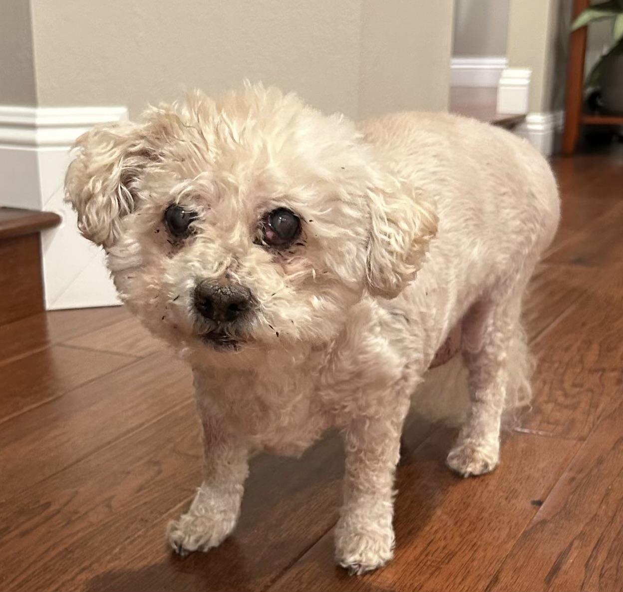 Enlarge Charlie #540, a Adoptable mixed breed in Placentia, CA image 2/2