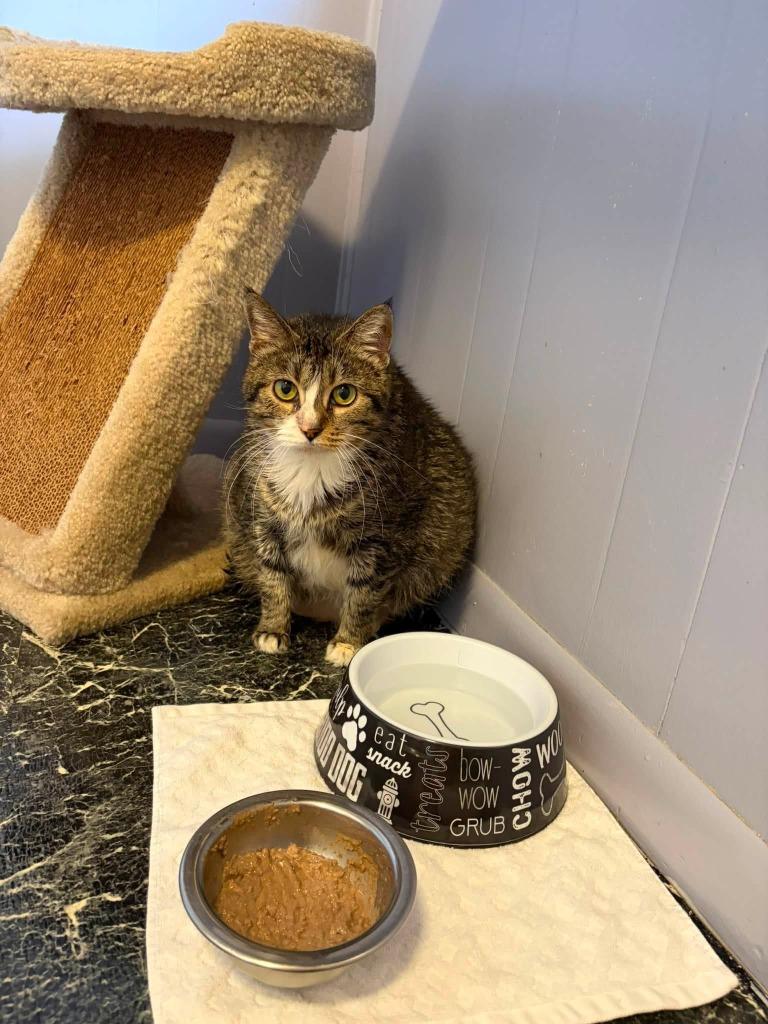 Maxine, Adoptable, Adult Female Domestic Short Hair.