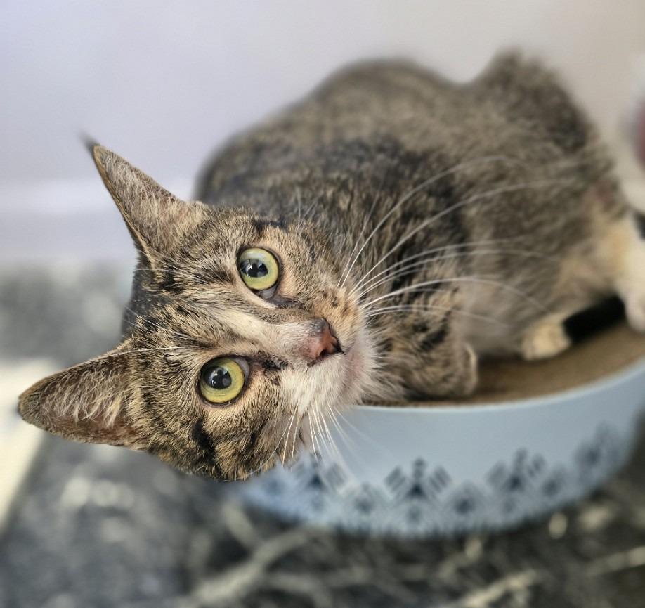 Maxine, a Adoptable mixed breed in Sebastian, FL image 2/6