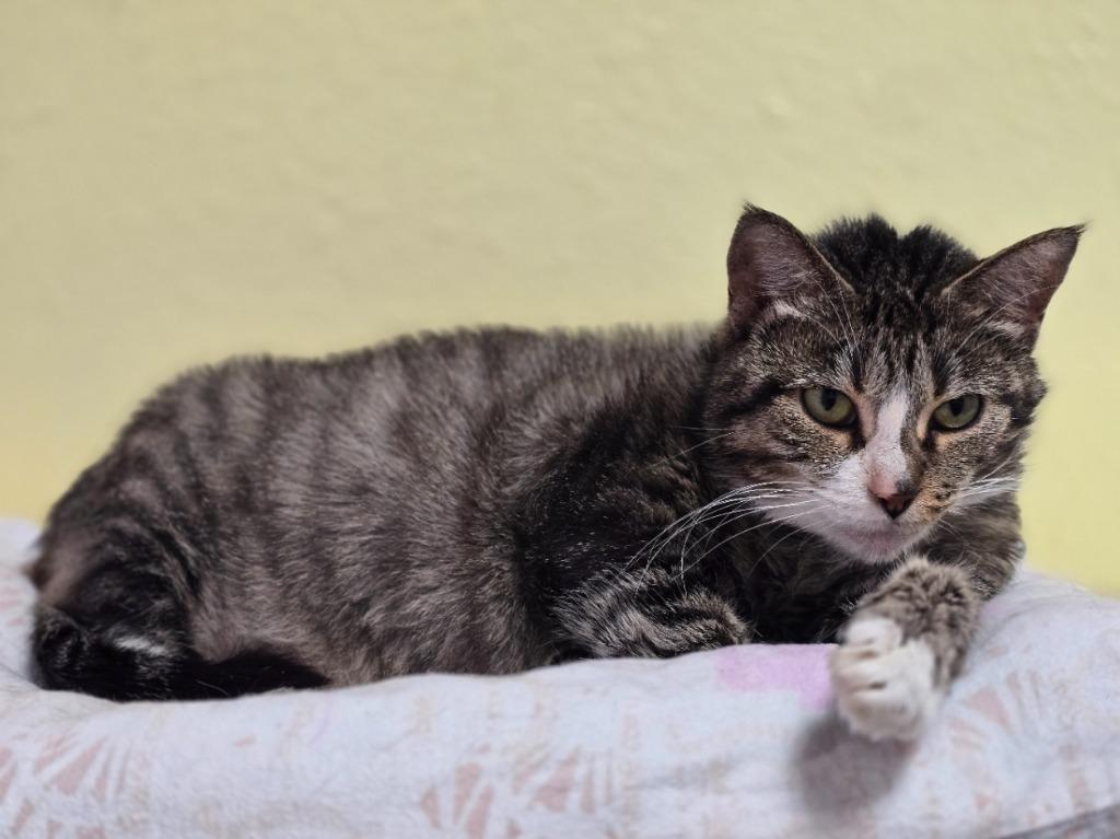 Maxine, a Adoptable mixed breed in Sebastian, FL image 3/6