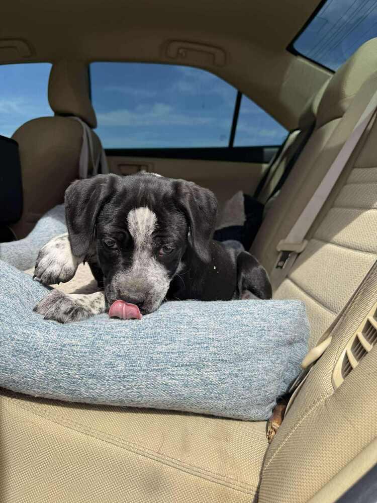 Speckles, Adoptable, Puppy Female German Shorthaired Pointer & Staffordshire Bull Terrier.