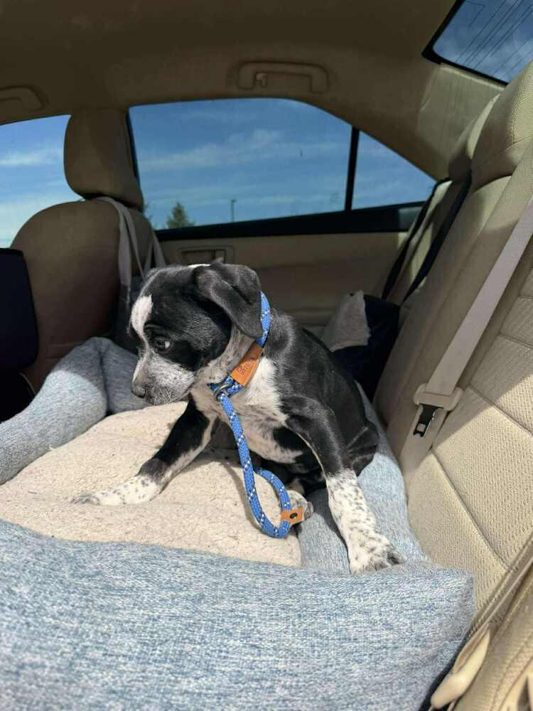 Enlarge Speckles, a Adoptable mixed breed in Aurora, CO image 2/6