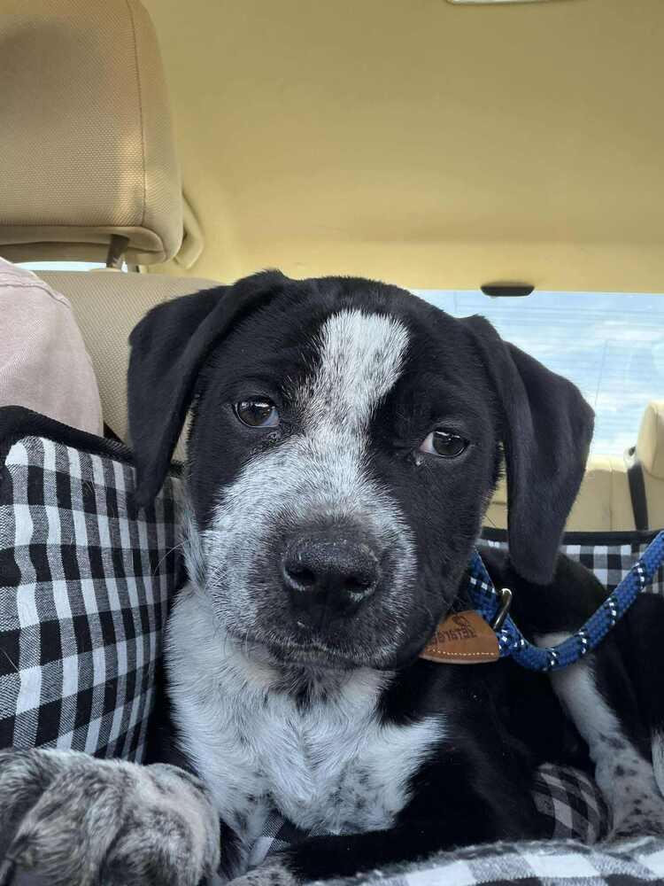 Enlarge Speckles, a Adoptable mixed breed in Aurora, CO image 3/6