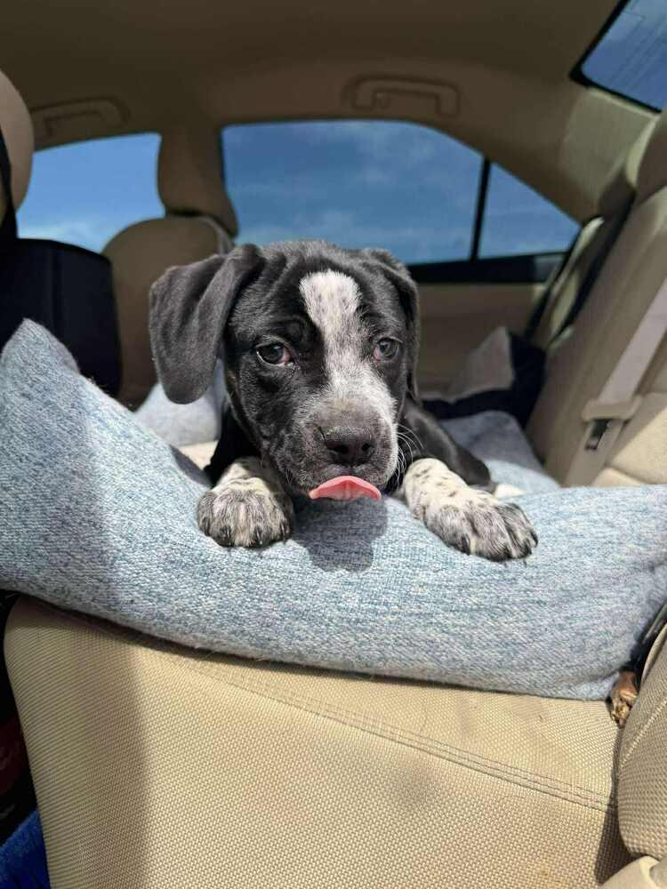 Enlarge Speckles, a Adoptable mixed breed in Aurora, CO image 4/6