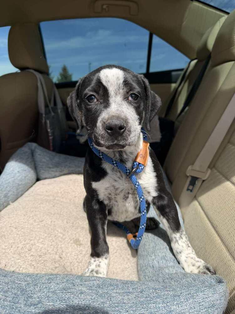 Enlarge Speckles, a Adoptable mixed breed in Aurora, CO image 5/6