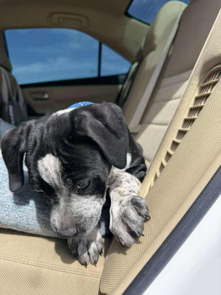 Enlarge Speckles, a Adoptable mixed breed in Aurora, CO image 6/6