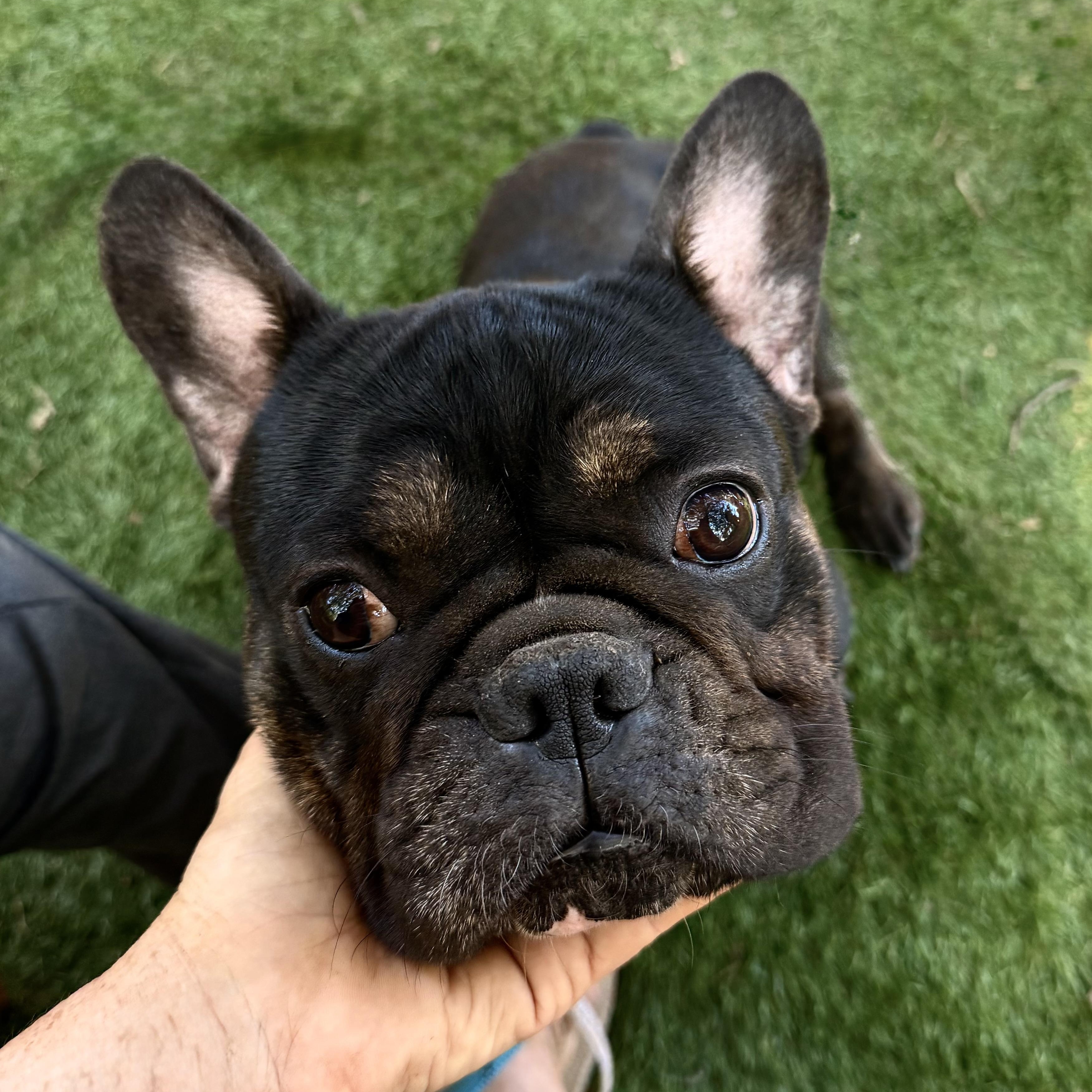 Enlarge Prince, a Adoptable French Bulldog in Allentown, PA image 1/6