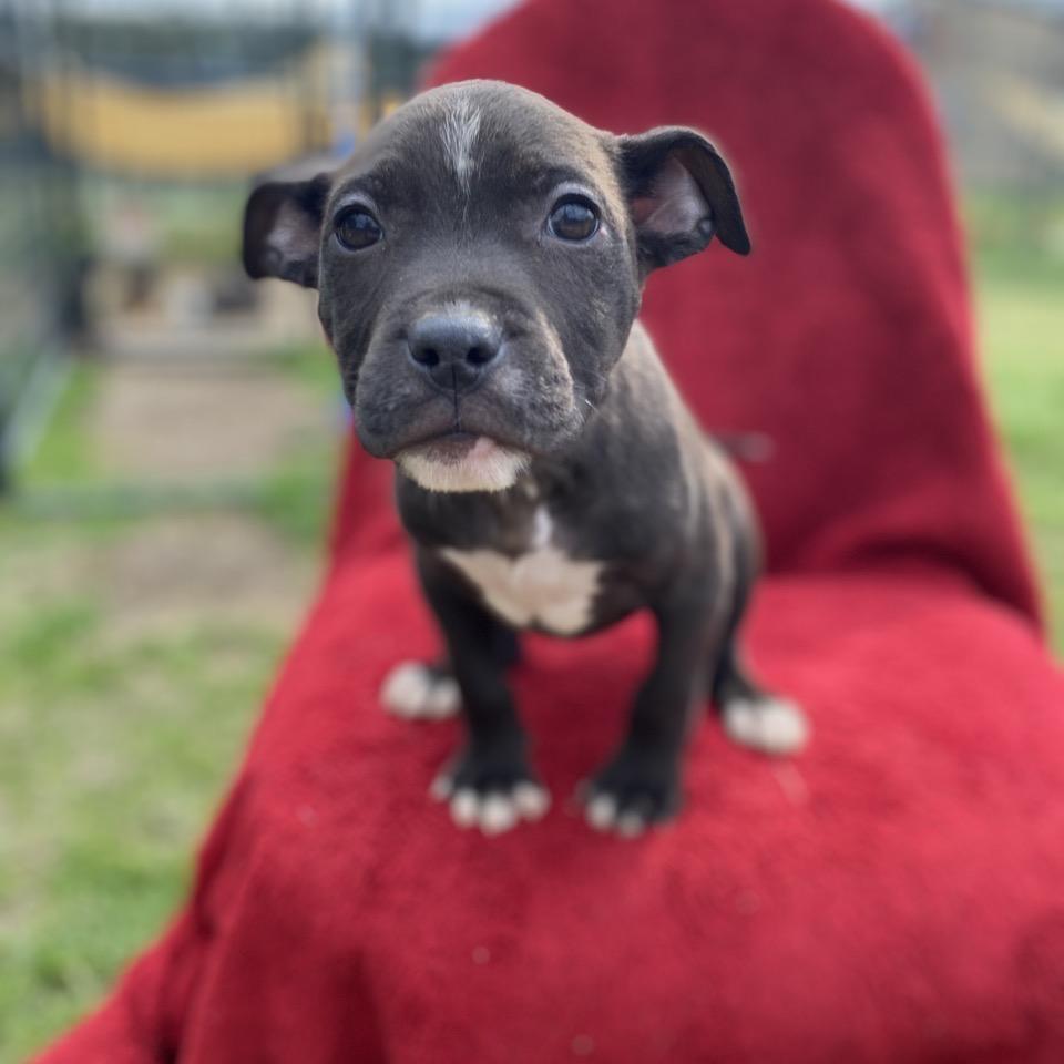 Howard, Adoptable, Puppy Male German Shepherd Dog & Mixed Breed.