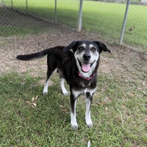 Blue Moon, Adoptable, Adult Female Labrador Retriever & Terrier.