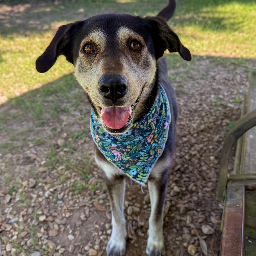 Enlarge Blue Moon, a Adoptable mixed breed in Carencro, LA image 2/6
