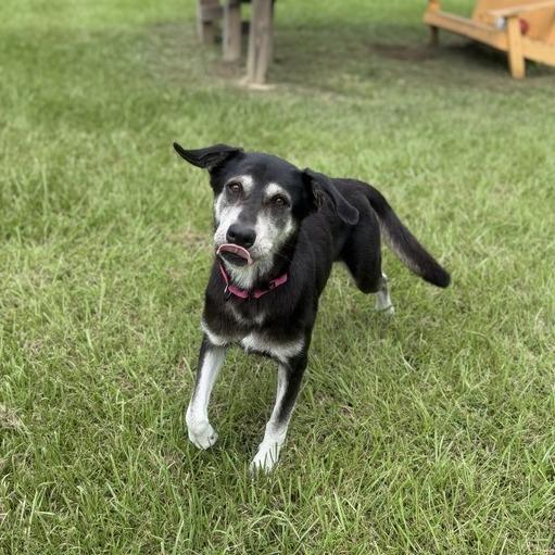 Enlarge Blue Moon, a Adoptable mixed breed in Carencro, LA image 3/6