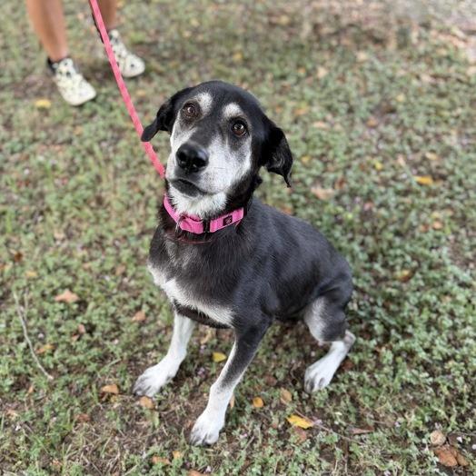 Enlarge Blue Moon, a Adoptable mixed breed in Carencro, LA image 4/6