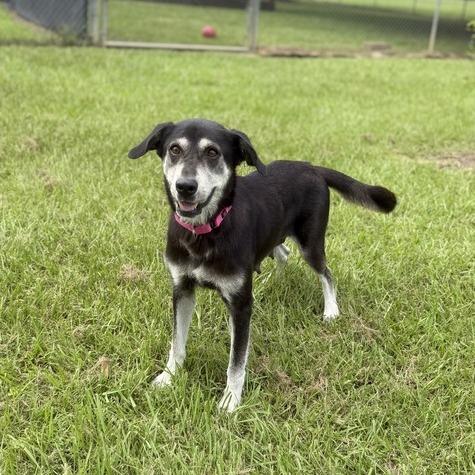 Enlarge Blue Moon, a Adoptable mixed breed in Carencro, LA image 5/6