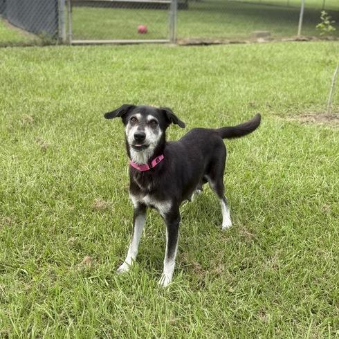 Enlarge Blue Moon, a Adoptable mixed breed in Carencro, LA image 6/6
