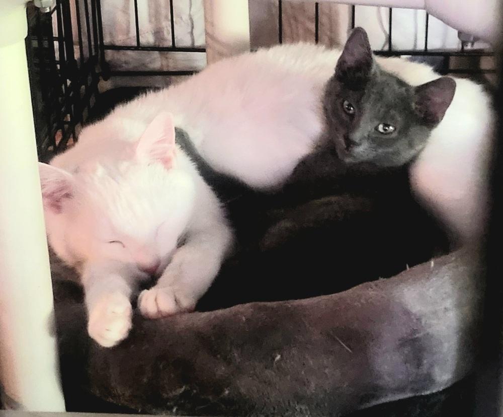 Dynamic Duo - Zeus, Adoptable, Kitten Male Domestic Short Hair.