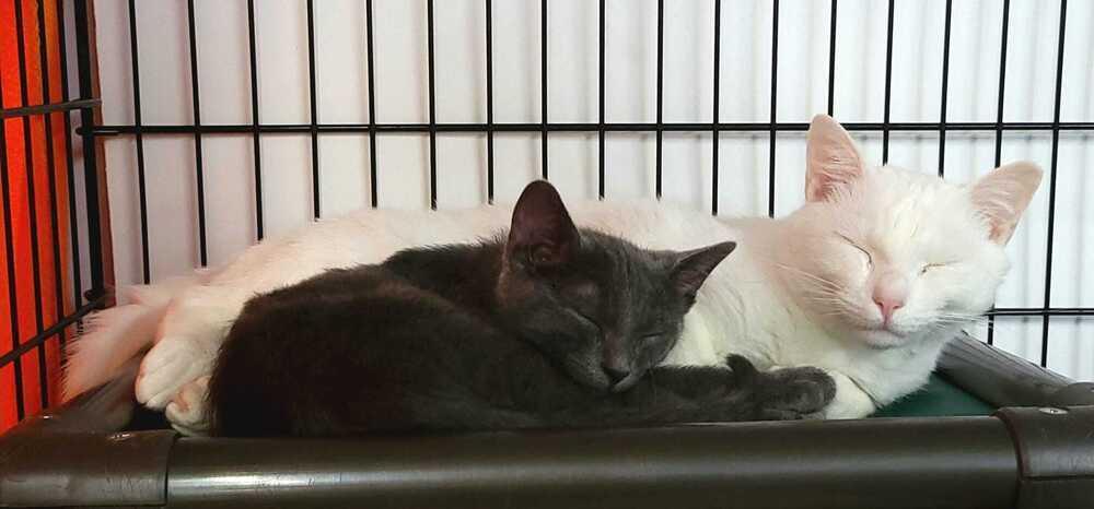 Enlarge Dynamic Duo - Zeus, a Adoptable mixed breed in Jessup, MD image 2/3