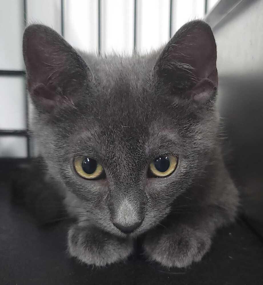 Enlarge Dynamic Duo - Zeus, a Adoptable mixed breed in Jessup, MD image 3/3