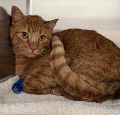 Enlarge Goldie, a Adoptable mixed breed in Willmar, MN image 1/3