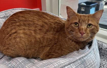 Enlarge Goldie, a Adoptable mixed breed in Willmar, MN image 2/3