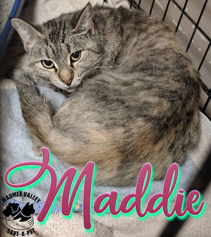 Maddie, Adoptable, Adult Female Domestic Short Hair.