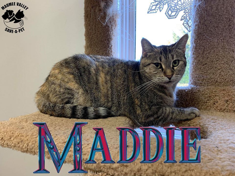Maddie, a Adoptable Domestic Short Hair in Toledo, OH image 2/4