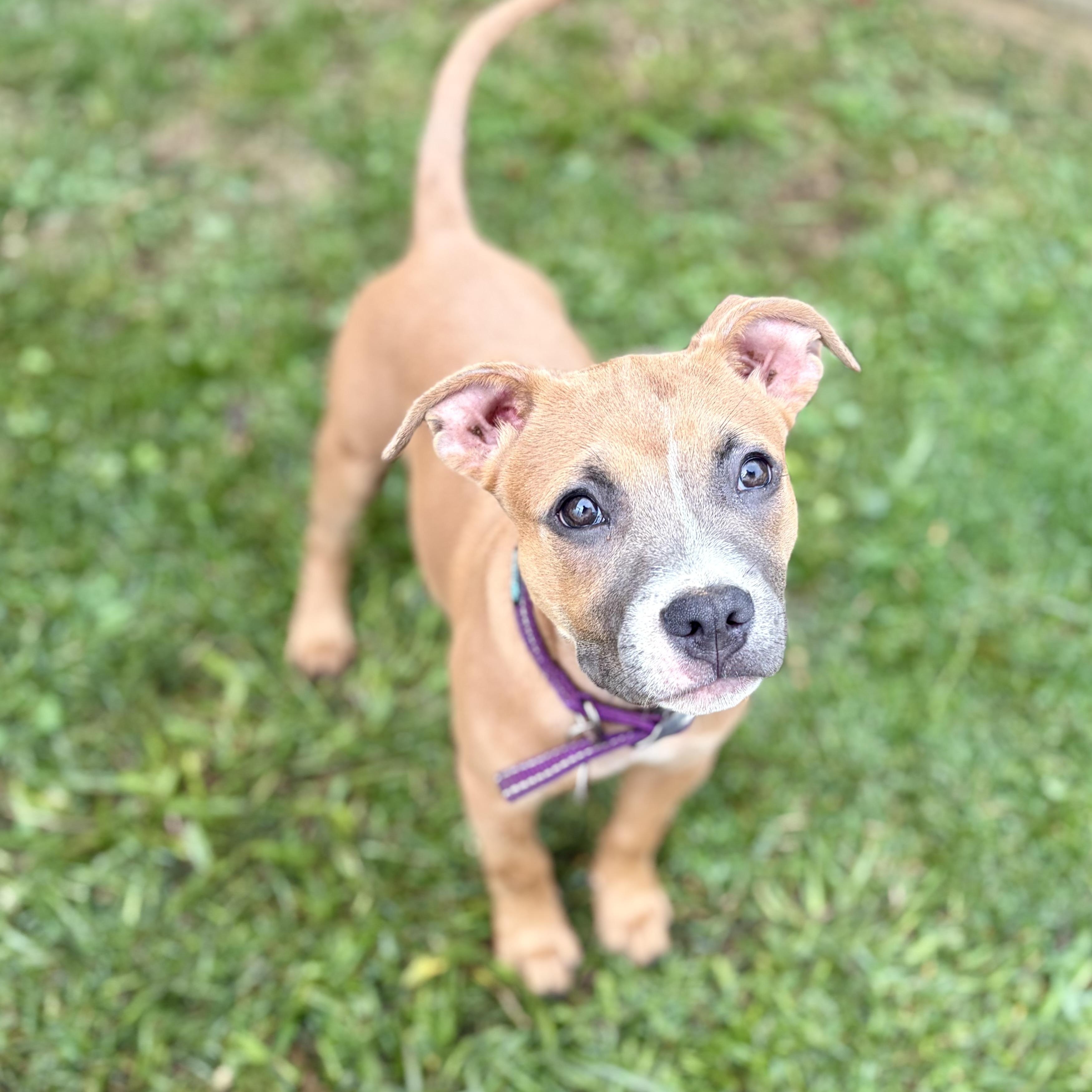 Toffee, ADOPTABLE, Puppy Female Boxer.