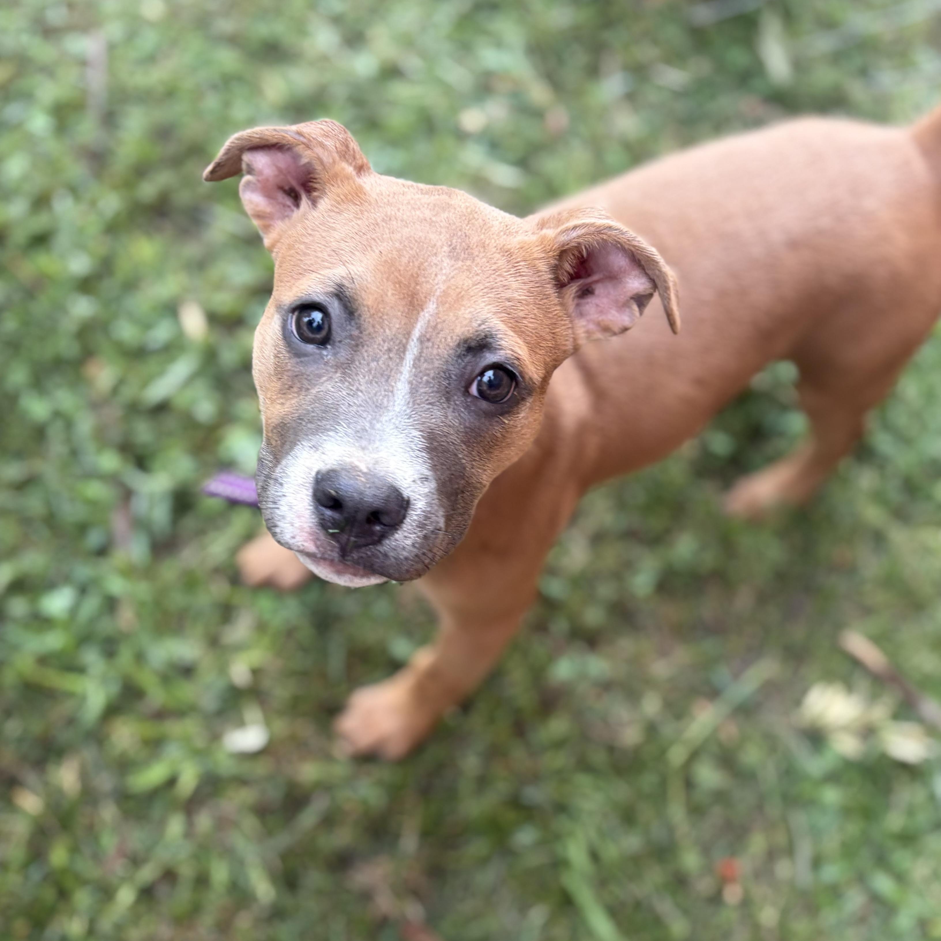 Enlarge Toffee, a ADOPTABLE mixed breed in Greensboro, NC image 4/6
