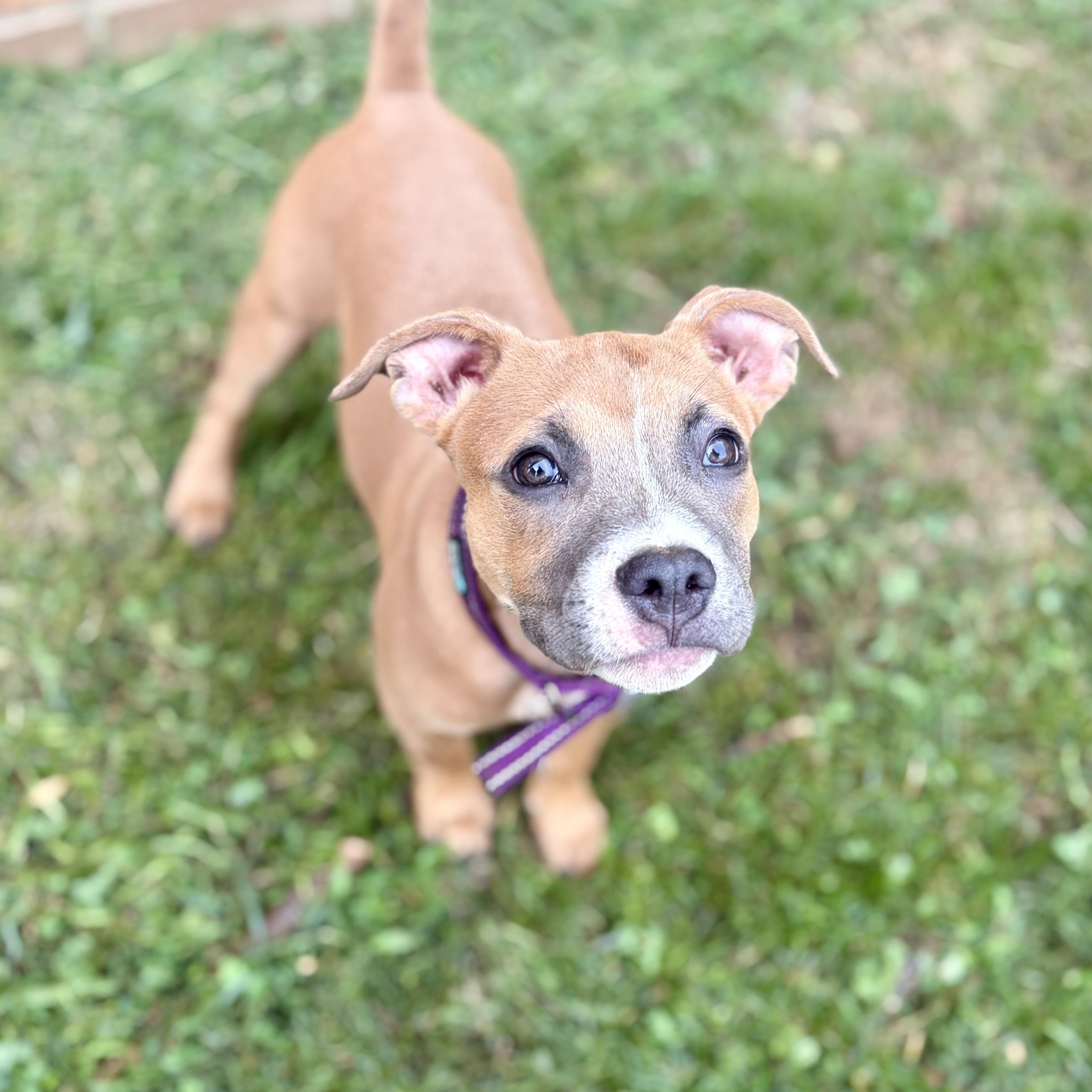 Enlarge Toffee, a ADOPTABLE mixed breed in Greensboro, NC image 5/6
