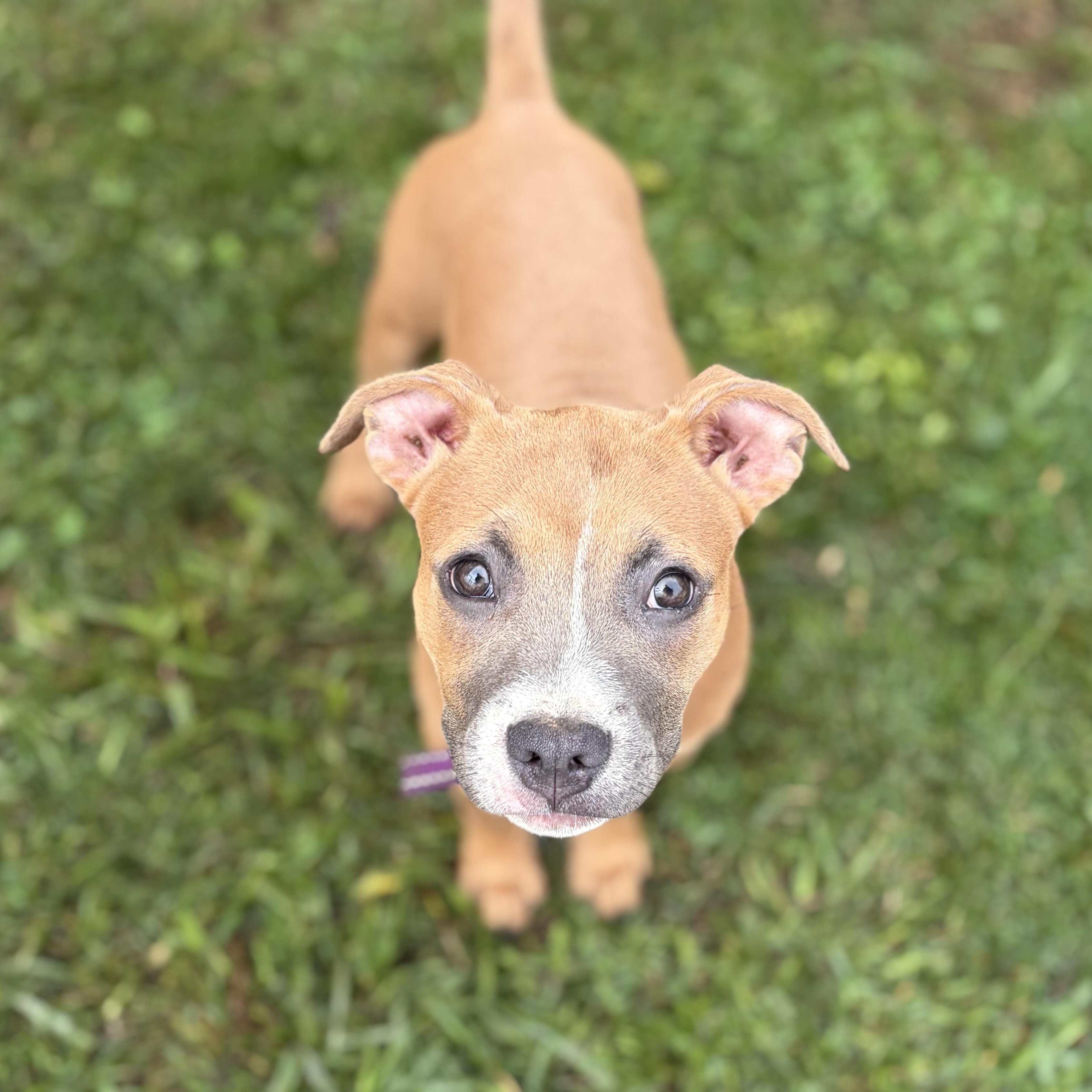 Enlarge Toffee, a ADOPTABLE mixed breed in Greensboro, NC image 3/6