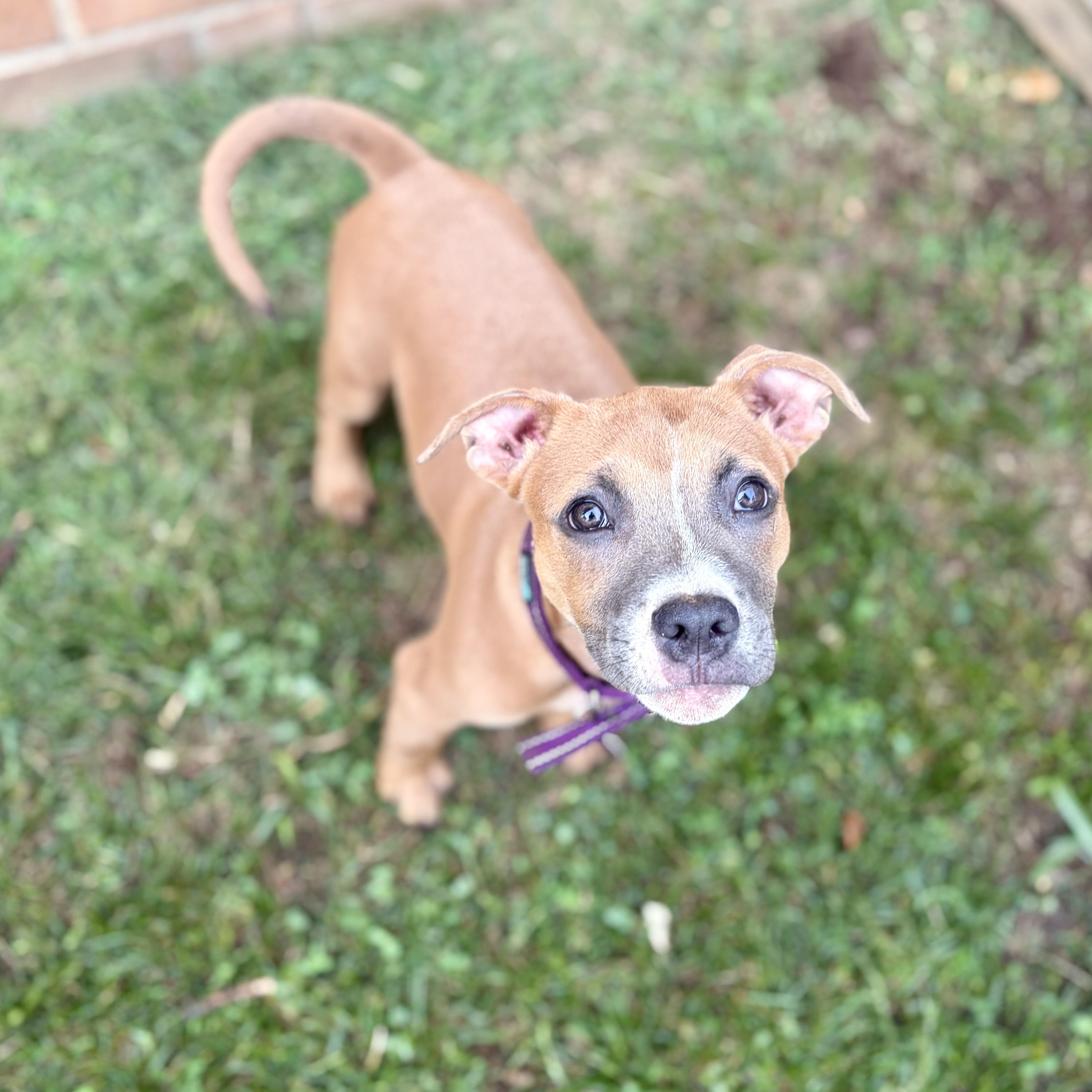 Enlarge Toffee, a ADOPTABLE mixed breed in Greensboro, NC image 2/6