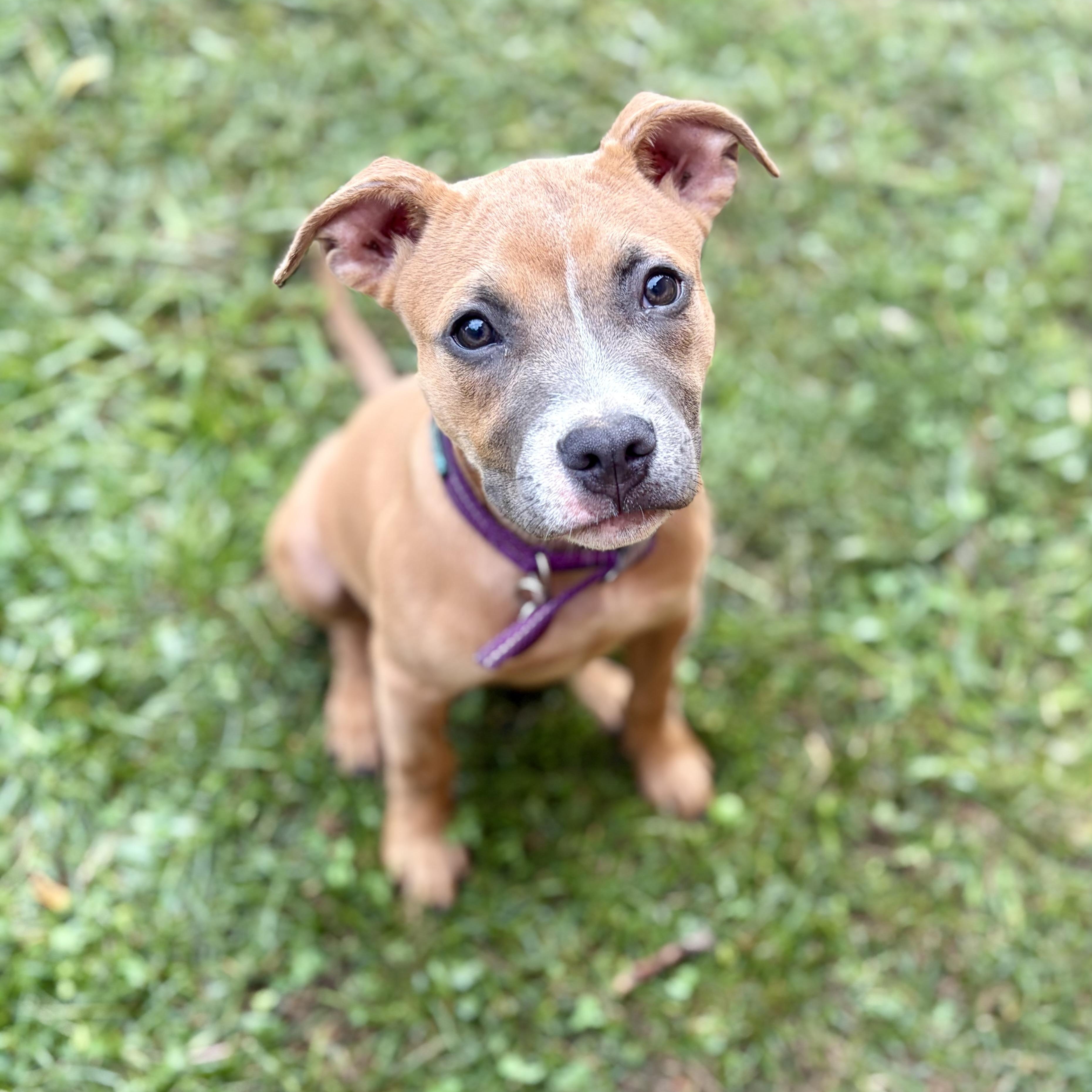 Enlarge Toffee, a ADOPTABLE mixed breed in Greensboro, NC image 6/6